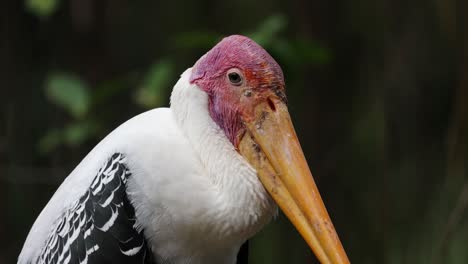 Close-up-milky-stork-bird-face